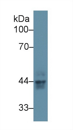 Polyclonal Antibody to Keratin 23 (KRT23)