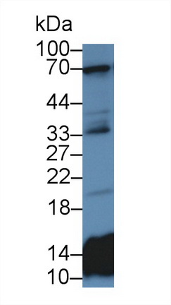 Polyclonal Antibody to Histone Cluster 2, H2be (HIST2H2BE)