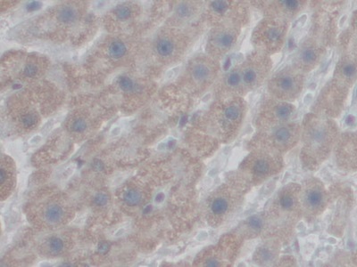 Polyclonal Antibody to Coupling Factor 6 (CF6)