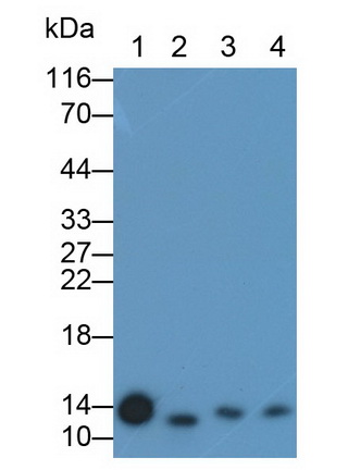 Polyclonal Antibody to Coupling Factor 6 (CF6)