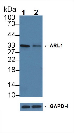 Polyclonal Antibody to Aldose Reductase Like Protein 1 (ARL1)