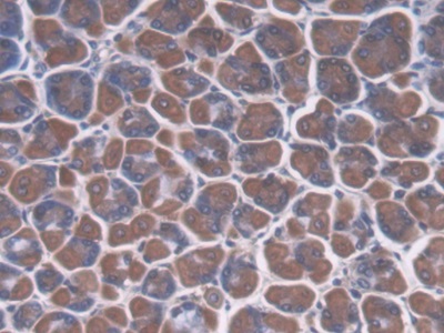 Polyclonal Antibody to Cellular Repressor Of E1A Stimulated Genes 1 (CREG1)