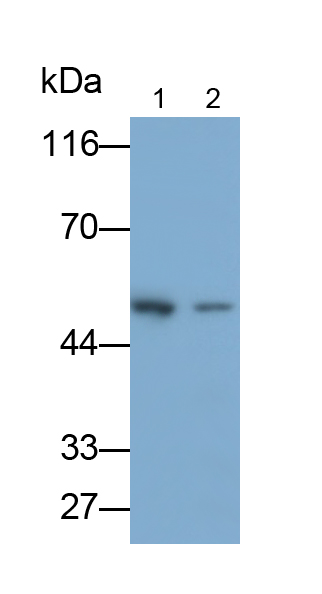 Polyclonal Antibody to Adipocyte Plasma Membrane Associated Protein (APMAP)