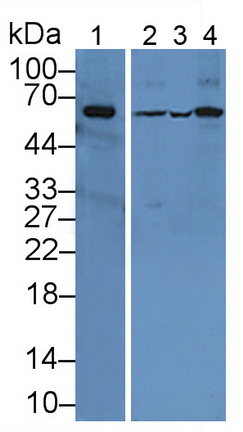 Polyclonal Antibody to CUB And Zona Pellucida Like Domains Protein 1 (CUZD1)