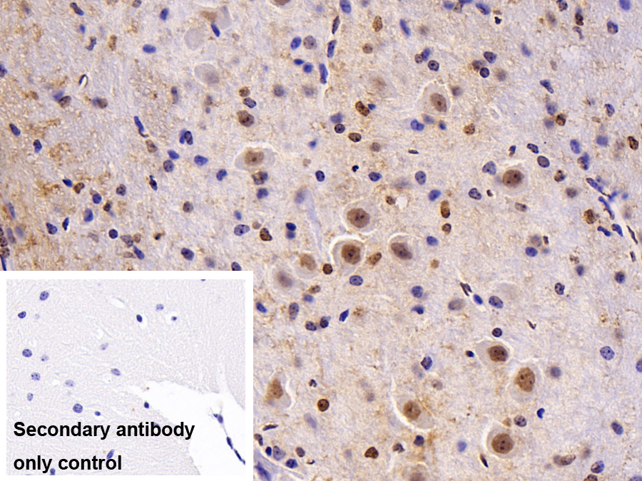 Polyclonal Antibody to Histone Cluster 2, H3a (HIST2H3A)