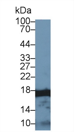 Polyclonal Antibody to Histone Cluster 2, H3a (HIST2H3A)