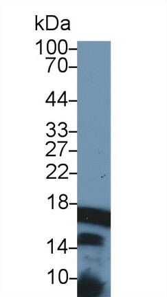 Polyclonal Antibody to Histone Cluster 2, H3a (HIST2H3A)