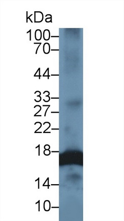 Polyclonal Antibody to Histone Cluster 2, H3a (HIST2H3A)