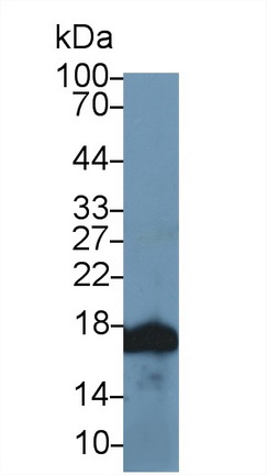 Polyclonal Antibody to Histone Cluster 2, H3a (HIST2H3A)