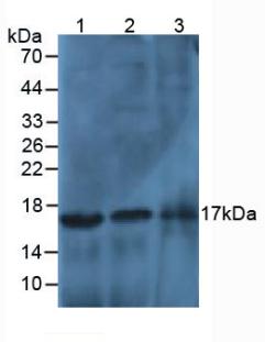 Polyclonal Antibody to Histone Cluster 3, H2a (HIST3H2A)