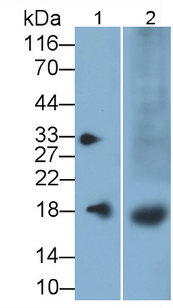 Polyclonal Antibody to Family With Sequence Similarity 19, Member A2 (FAM19A2)