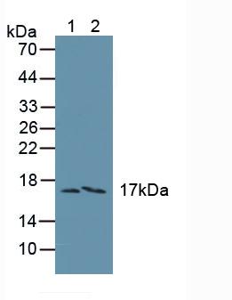 Polyclonal Antibody to Family With Sequence Similarity 19, Member A3 (FAM19A3)