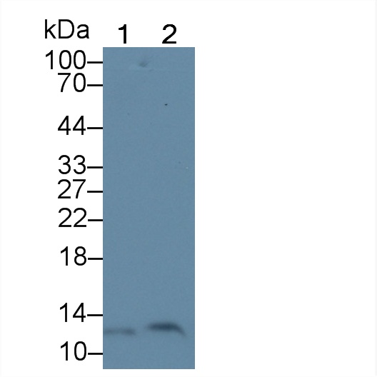 Polyclonal Antibody to Mitochondrial Pyruvate Carrier Protein 1 (MPC1)