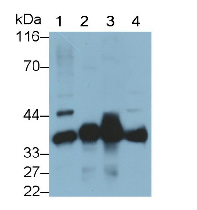 Polyclonal Antibody to MOCO Sulphurase C-Terminal Domain Containing Protein 1 (MOSC1)