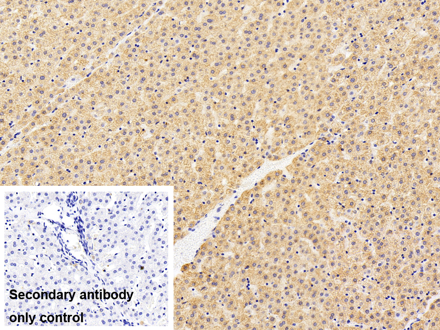 Polyclonal Antibody to MOCO Sulphurase C-Terminal Domain Containing Protein 1 (MOSC1)