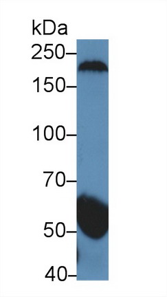 Polyclonal Antibody to Gamma-Secretase Activating Protein (gSAP)