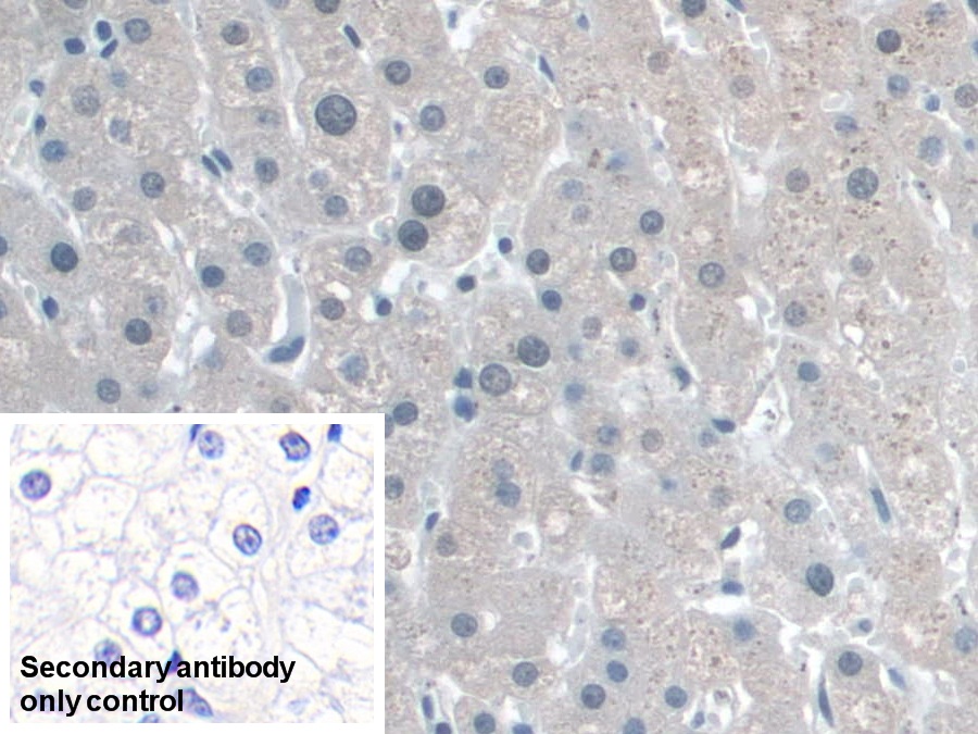 Polyclonal Antibody to Coenzyme Q6 Homolog, Monooxygenase (COQ6)