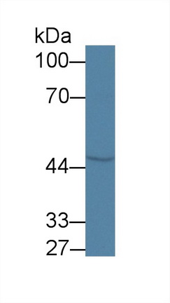 Polyclonal Antibody to Coenzyme Q6 Homolog, Monooxygenase (COQ6)