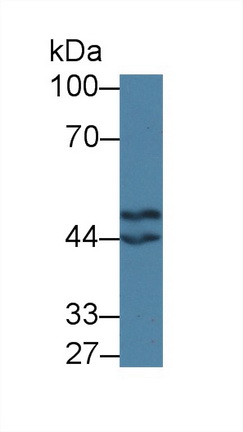 Polyclonal Antibody to Coenzyme Q6 Homolog, Monooxygenase (COQ6)