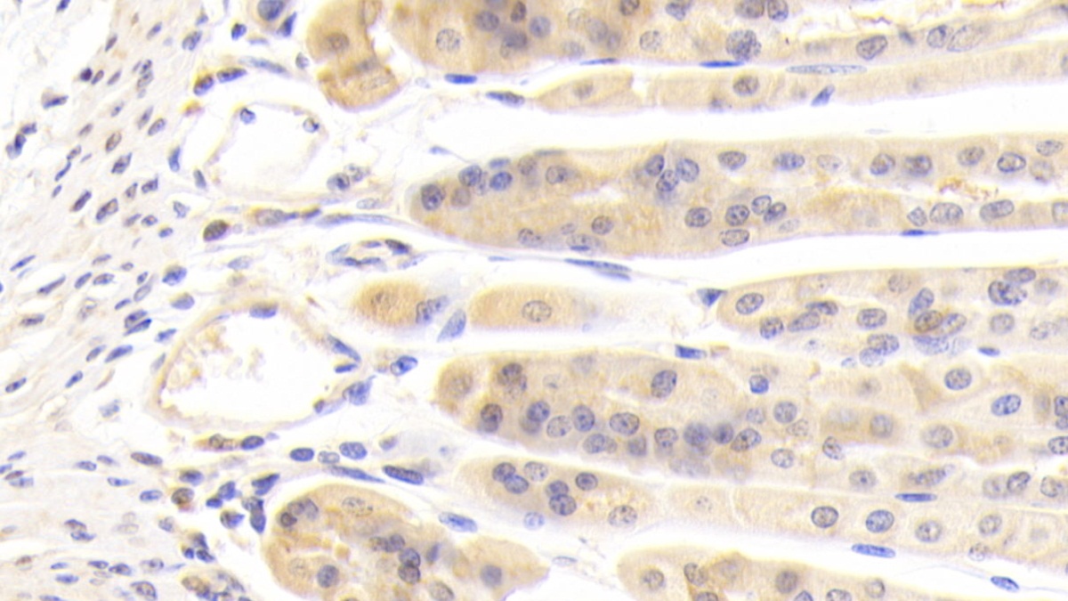 Polyclonal Antibody to Misato Homolog 1 (MSTO1)