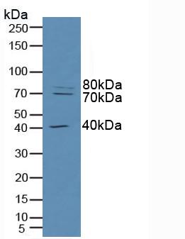 Polyclonal Antibody to Raft Linking Protein (Raftlin)