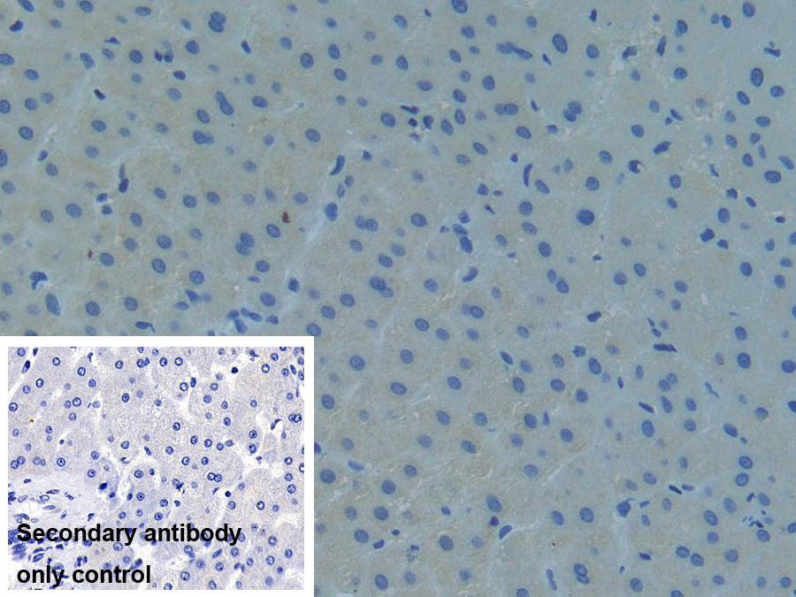 Polyclonal Antibody to Raft Linking Protein (Raftlin)