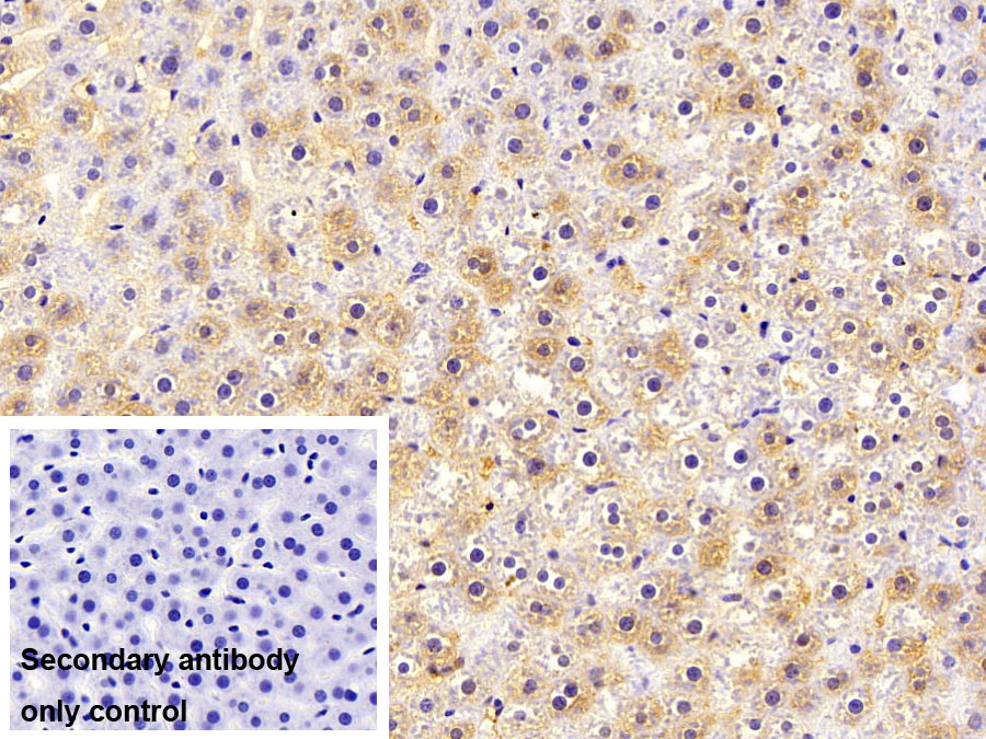 Polyclonal Antibody to Angiotensin 1-7 (Ang1-7)