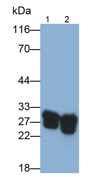 Polyclonal Antibody to Chymotrypsin (CTR)