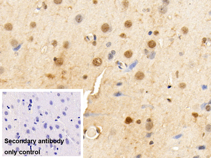 Polyclonal Antibody to Histone (H)