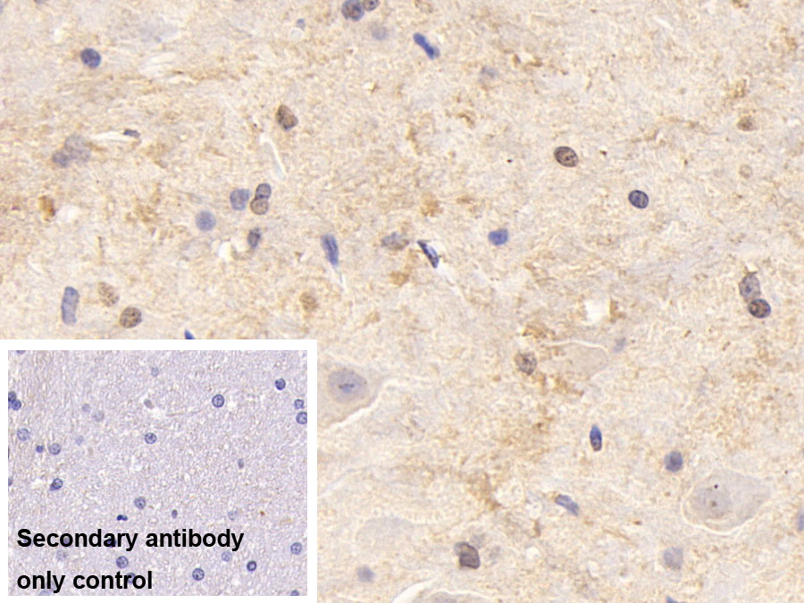 Polyclonal Antibody to Histone (H)