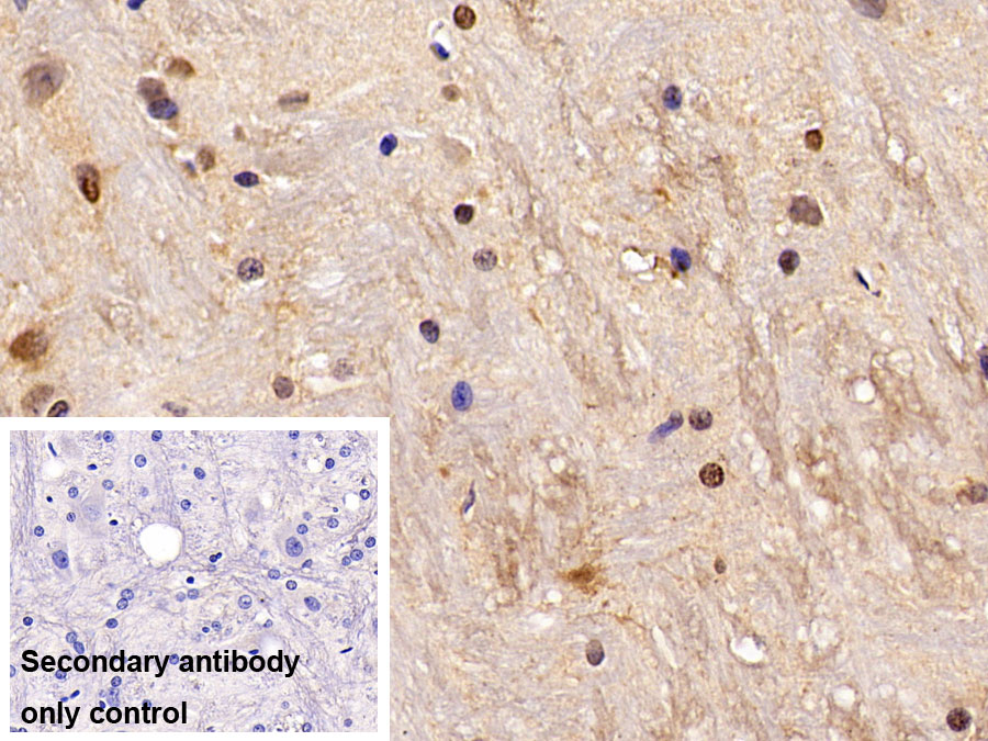 Polyclonal Antibody to Histone (H)