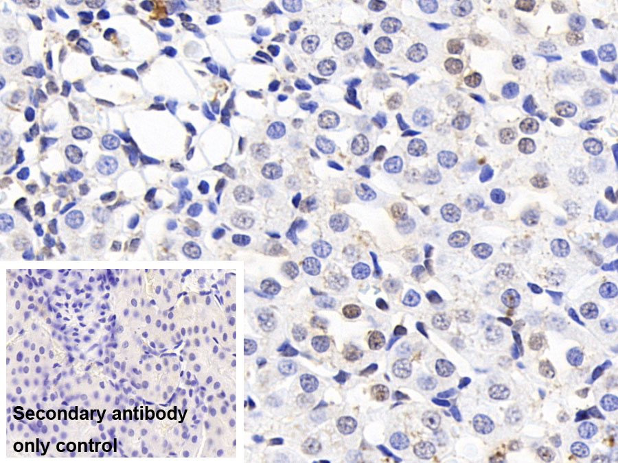 Polyclonal Antibody to Histone (H)