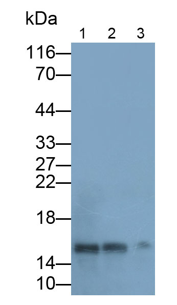 Polyclonal Antibody to Histone (H)