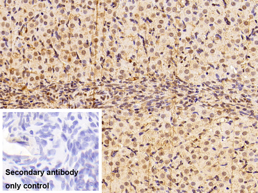 Polyclonal Antibody to Histone (H)