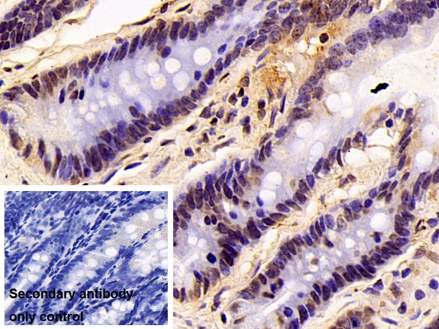 Polyclonal Antibody to Histone (H)