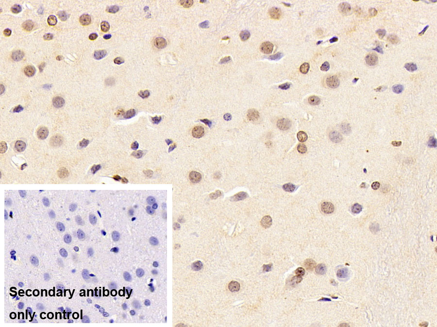 Polyclonal Antibody to Histone (H)