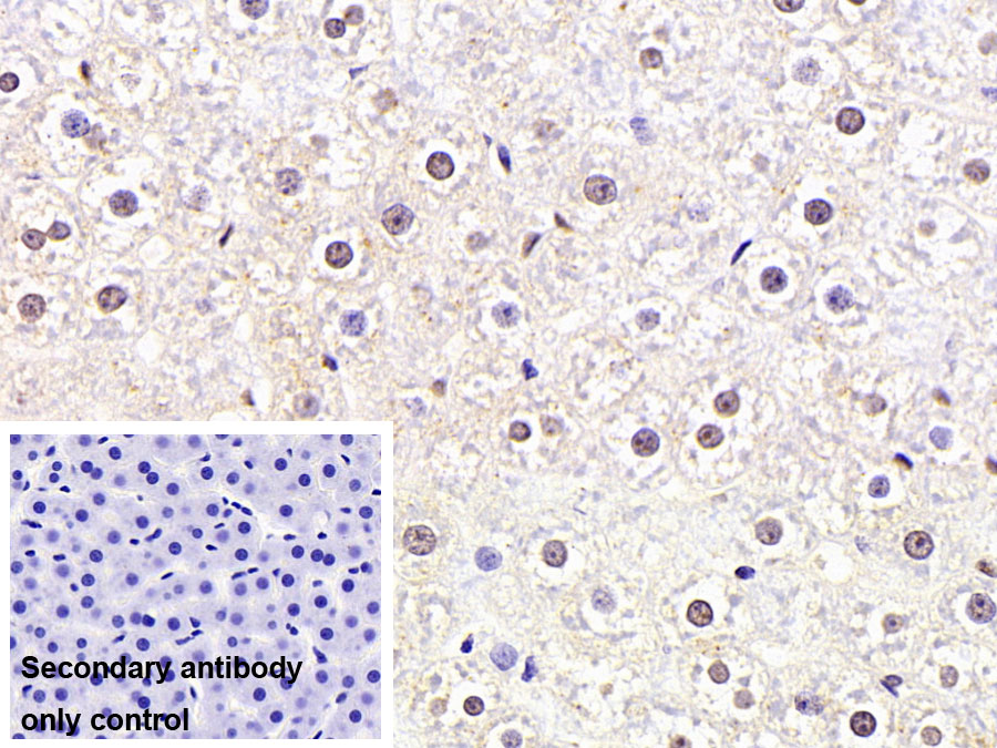 Polyclonal Antibody to Histone (H)