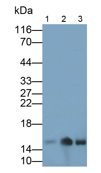 Polyclonal Antibody to Histone (H)