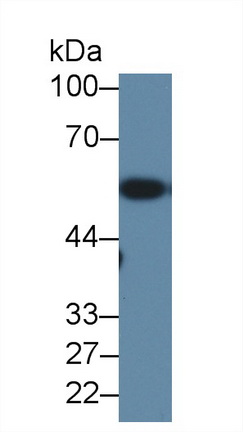 Polyclonal Antibody to Hyaluronoglucosaminidase 1 (HYAL1)