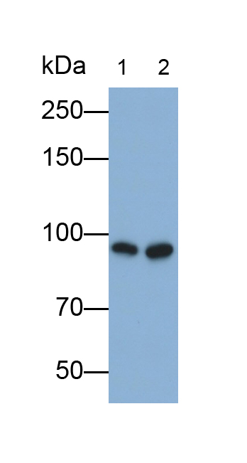 Polyclonal Antibody to Complement Component 4c (C4c)