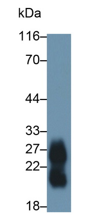 Polyclonal Antibody to Zymogen Granule Protein 16 Homolog B (ZG16B)