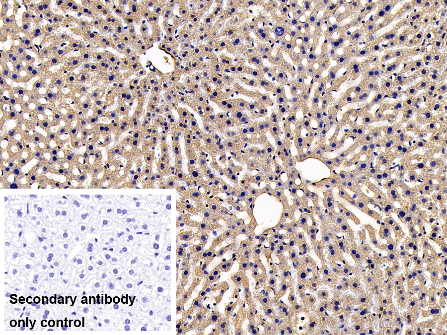 Polyclonal Antibody to Notch2 N-Terminal Like Protein (NOTCH2NL)