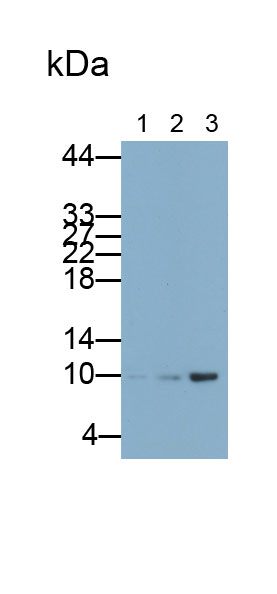 Polyclonal Antibody to H2A Histone Family, Member J (H2AFJ)