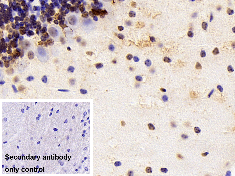 Polyclonal Antibody to H2A Histone Family, Member J (H2AFJ)