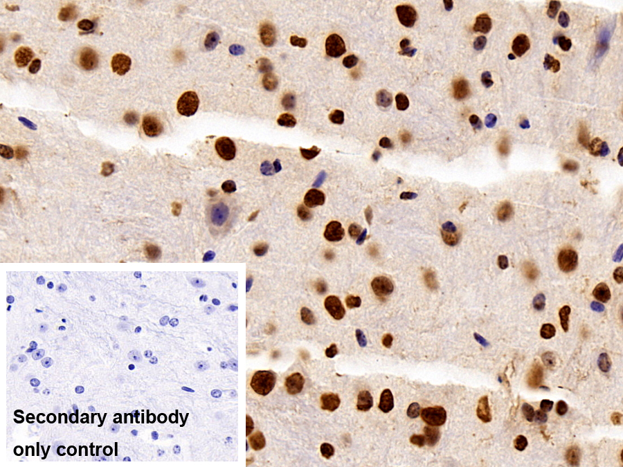 Polyclonal Antibody to H2A Histone Family, Member J (H2AFJ)