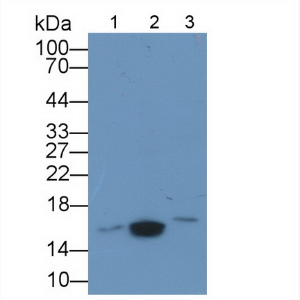 Polyclonal Antibody to Galectin 5 (GAL5)