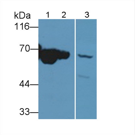 Polyclonal Antibody to NADH Dehydrogenase 5 (ND5)