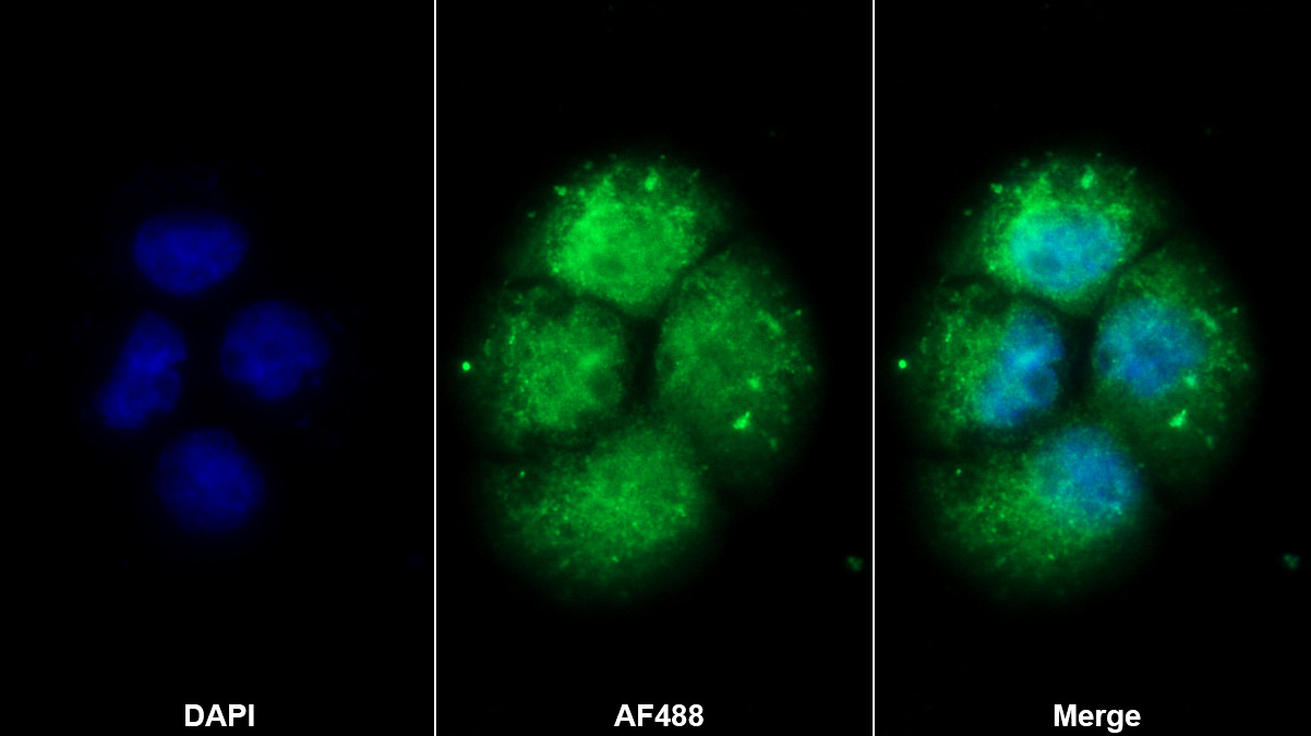 Polyclonal Antibody to Mab21 Domain Containing Protein 1 (MB21D1)