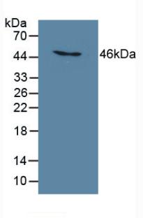 Polyclonal Antibody to Mab21 Domain Containing Protein 1 (MB21D1)