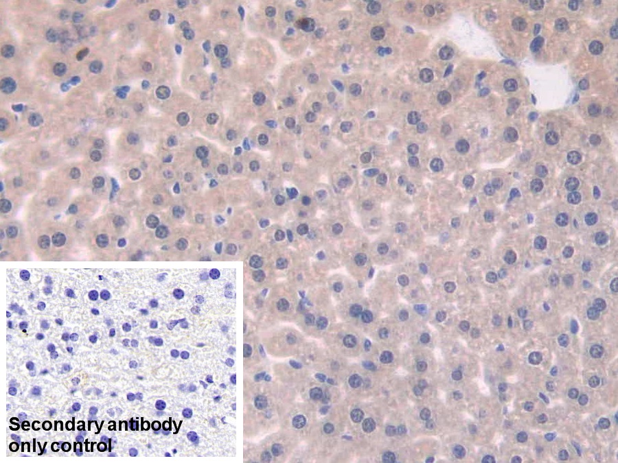 Polyclonal Antibody to Mab21 Domain Containing Protein 1 (MB21D1)